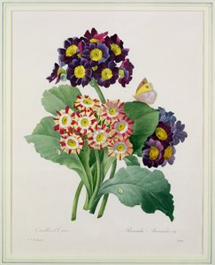 Primula auricula, Victor metszete, a "Choix des Plus Belles Fleurs" című kötetből, 1827.